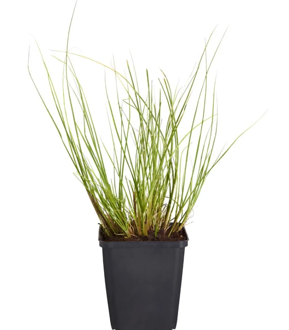 Dehner Bio Gräser|Bio Stauden - Bio Lampenputzergras 'Hameln'