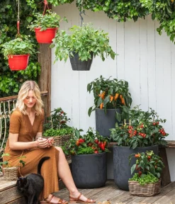 Bioland Bio-Kräuter > Basilikum