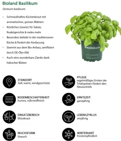 Bioland Bio-Kräuter > Basilikum