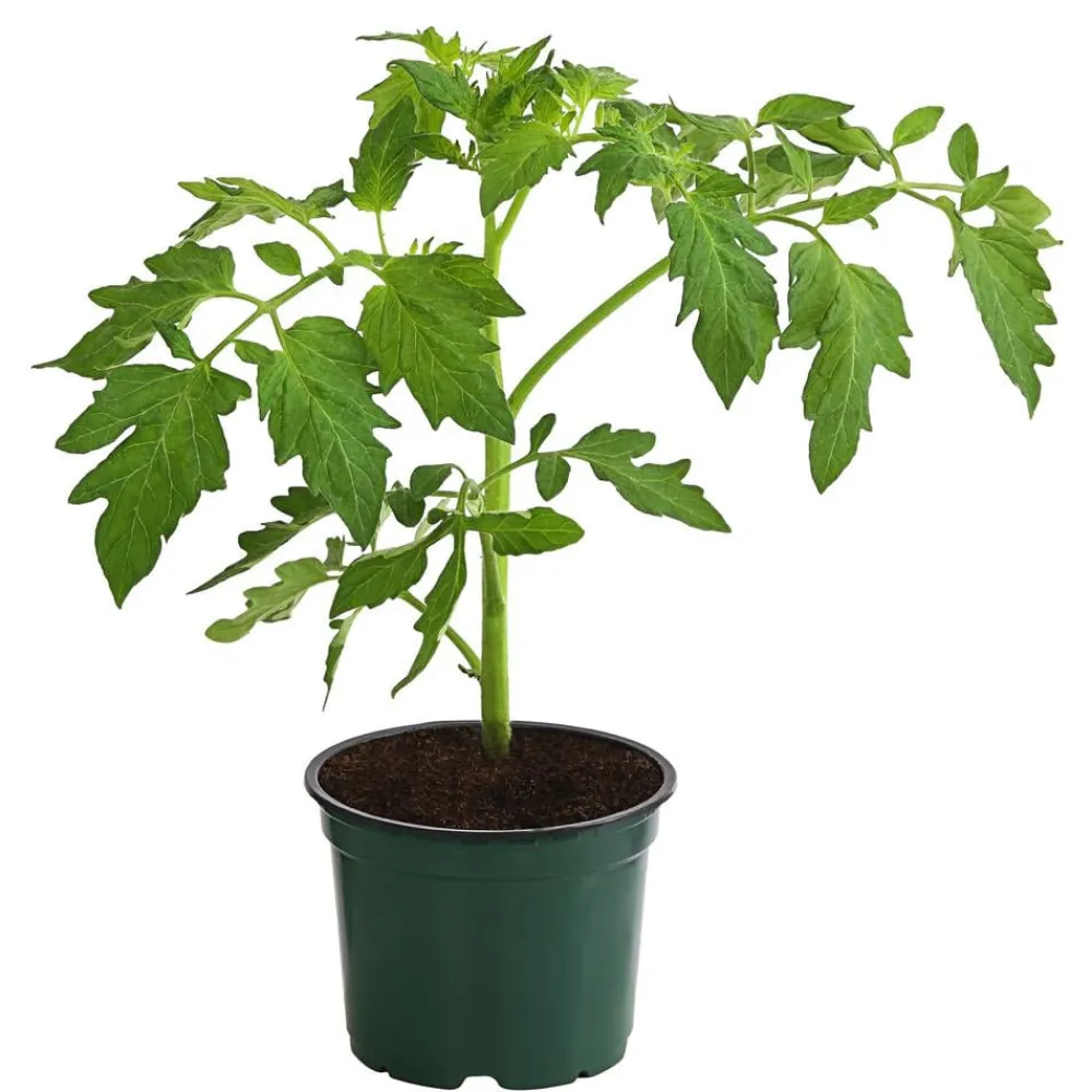 Bioland Auberginen- & Tomatenpflanzen|Bio-Gemüsepflanzen > Buschtomate