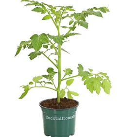 Bioland Cherrytomate Rot Clearance