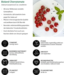 Bioland Auberginen- & Tomatenpflanzen|Bio-Gemüsepflanzen > Cherrytomate, veredelt
