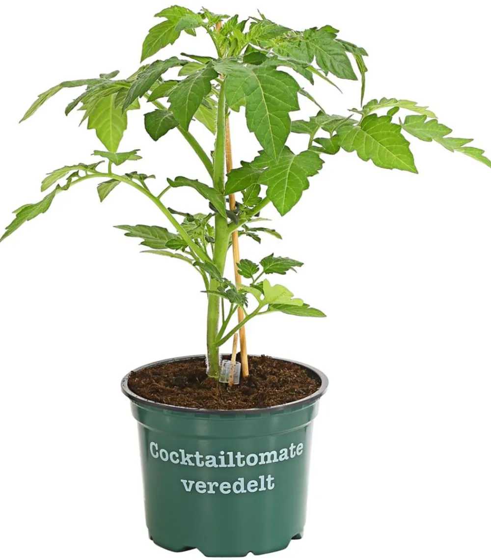 Bioland Auberginen- & Tomatenpflanzen|Bio-Gemüsepflanzen > Cherrytomate, veredelt