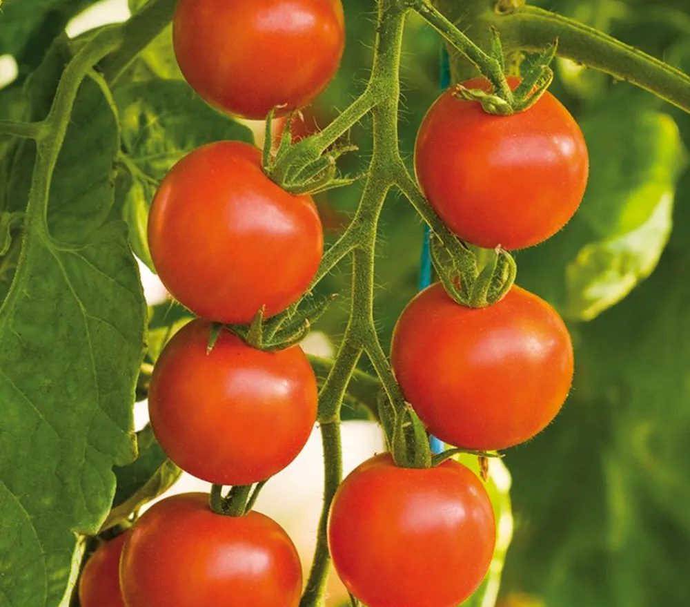 Bioland Auberginen- & Tomatenpflanzen|Bio-Gemüsepflanzen > Cherrytomate, veredelt