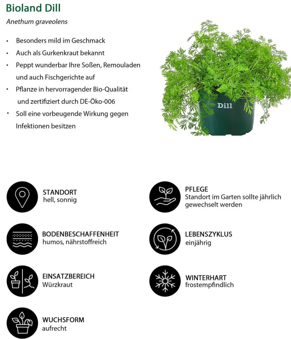 Bioland Bio-Kräuter|Küchenkräuter - Dill Grün
