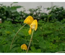 Bioland Bio-Gemüsepflanzen > Erdnuss
