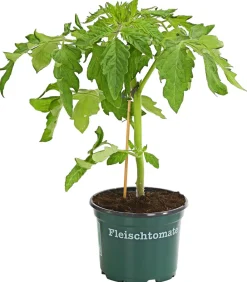 Bioland Auberginen- & Tomatenpflanzen|Bio-Gemüsepflanzen - Fleischtomate Rot