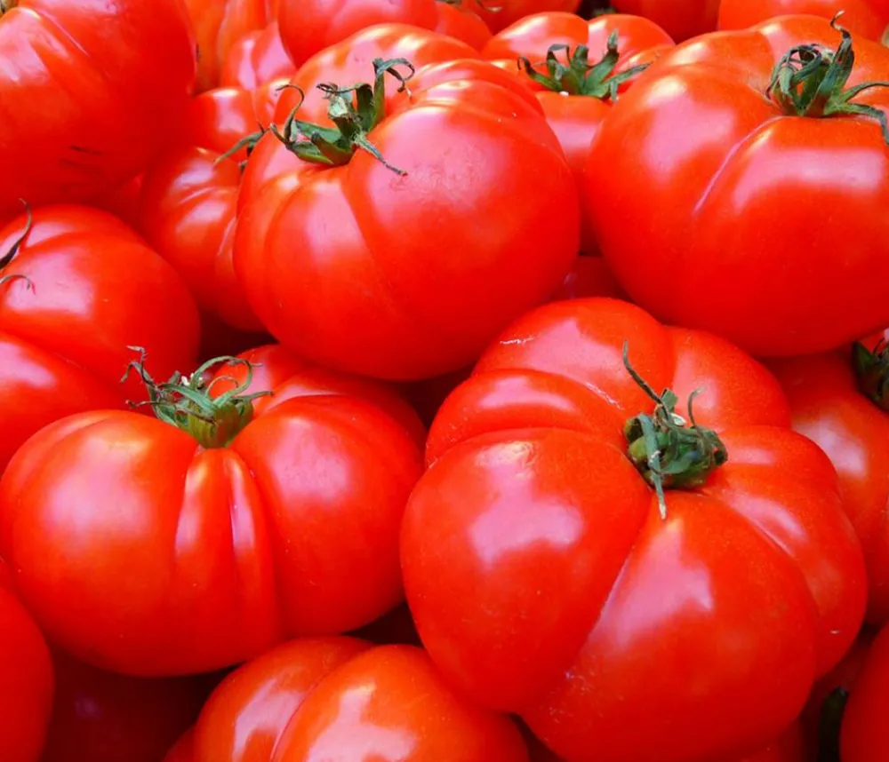 Bioland Auberginen- & Tomatenpflanzen|Bio-Gemüsepflanzen - Fleischtomate Rot