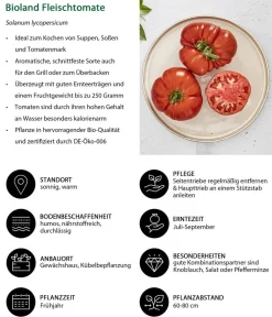 Bioland Auberginen- & Tomatenpflanzen|Bio-Gemüsepflanzen - Fleischtomate Rot