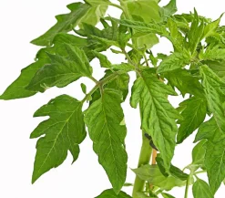Bioland Auberginen- & Tomatenpflanzen|Bio-Gemüsepflanzen - Fleischtomate Rot