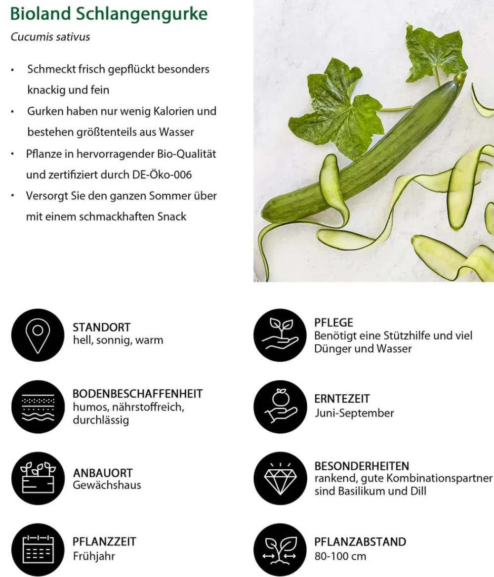 Bioland Gemüse-Sets|Bio-Gemüsepflanzen > Gemüseset Gemüsetraum, 6-teilig