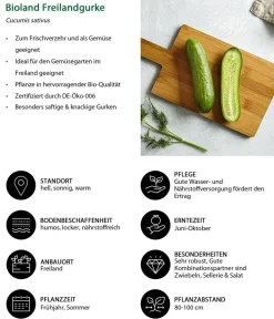 Bioland Gemüse-Sets|Bio-Gemüsepflanzen > Gemüseset Gemüsetraum, 6-teilig