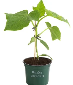 Bioland Zucchini- & Gurkenpflanzen|Bio-Gemüsepflanzen - Gurke, veredelt Grün