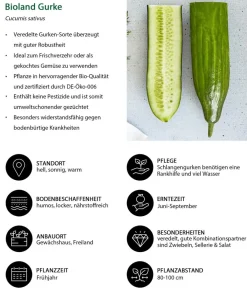 Bioland Zucchini- & Gurkenpflanzen|Bio-Gemüsepflanzen - Gurke, veredelt Grün