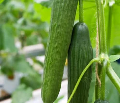Bioland Zucchini- & Gurkenpflanzen|Bio-Gemüsepflanzen - Gurke, veredelt Grün