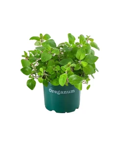 Bioland Bio-Kräuter|Küchenkräuter > Oregano