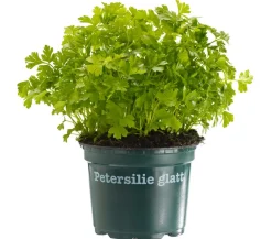 Bioland Petersilie, glatt Grün Sale