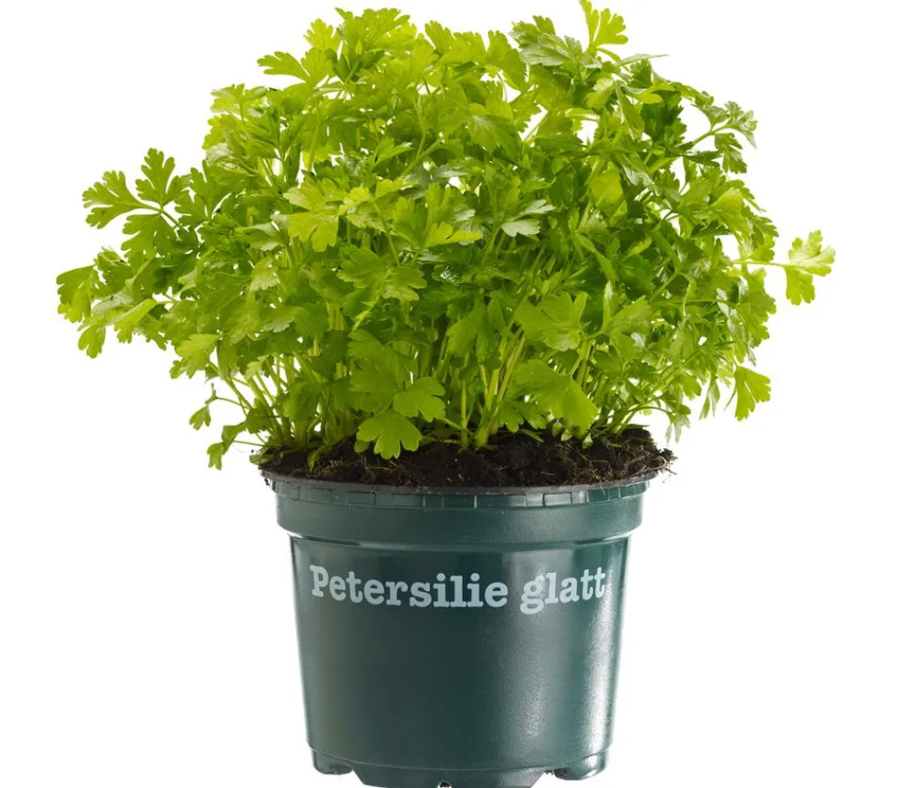 Bioland Petersilie, glatt Grün Sale