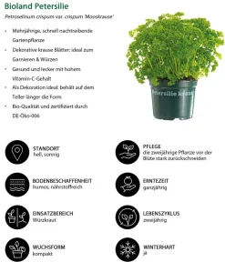 Bioland Bio-Kräuter > Petersilie 'Mooskrause'