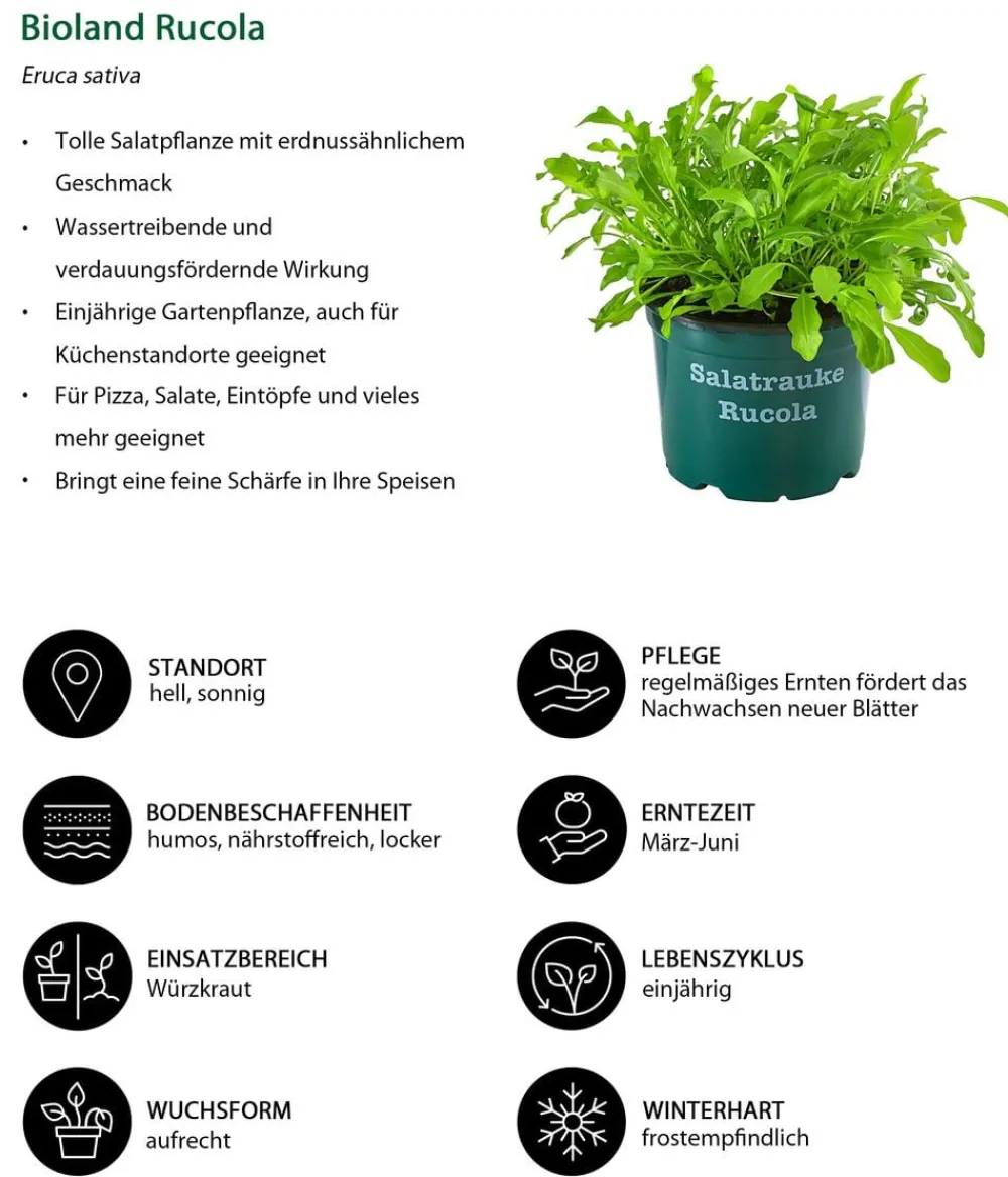Bioland Bio-Kräuter|Kohl- & Salatpflanzen > Rucola