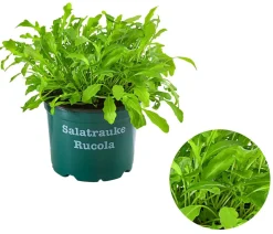Bioland Bio-Kräuter|Kohl- & Salatpflanzen > Rucola
