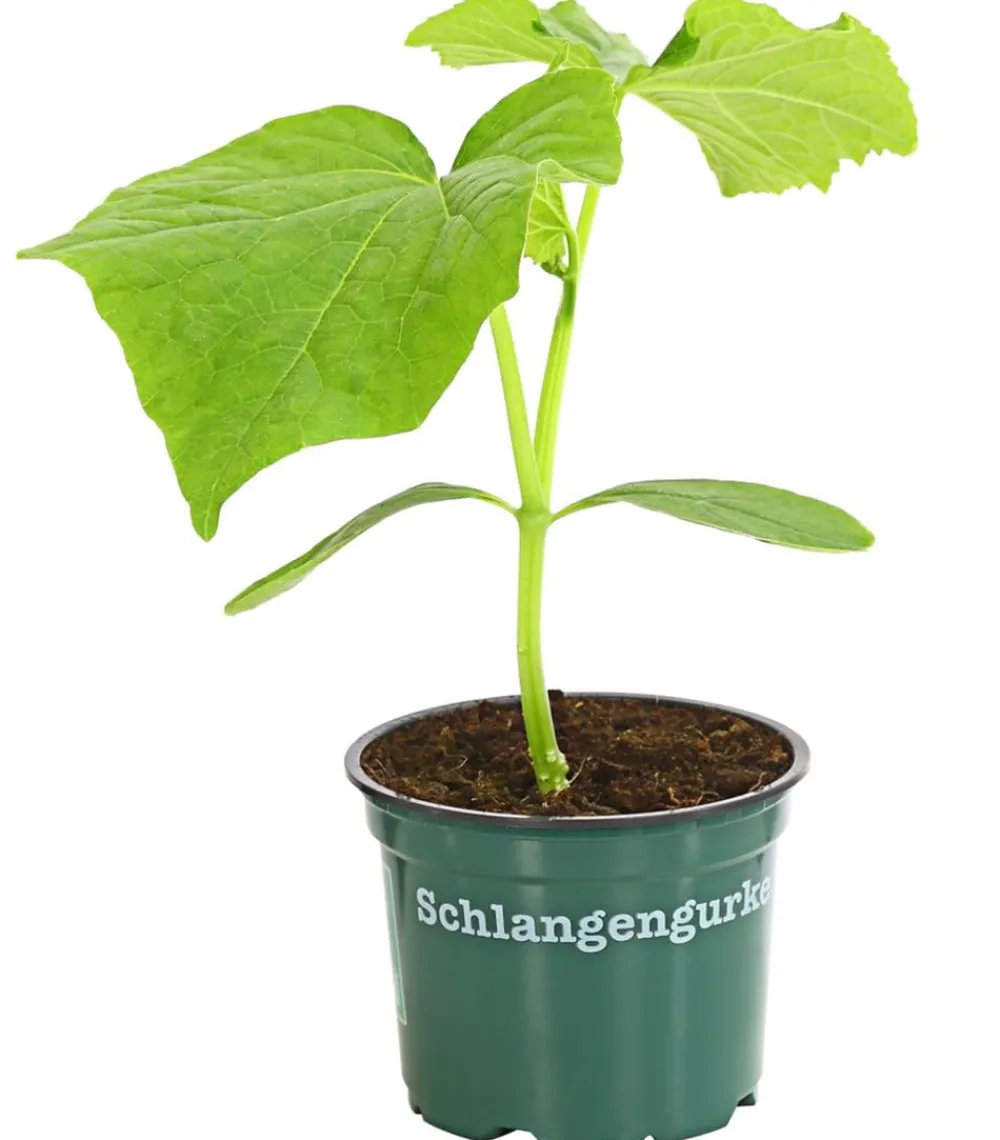 Bioland Zucchini- & Gurkenpflanzen|Bio-Gemüsepflanzen - Schlangengurke Grün