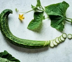 Bioland Zucchini- & Gurkenpflanzen|Bio-Gemüsepflanzen - Schlangengurke Grün