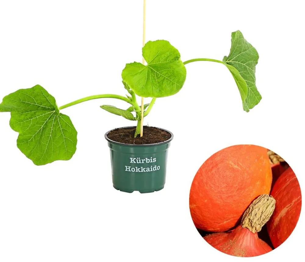 Bioland Gartengemüse|Bio-Gemüsepflanzen > Speisekürbis 'Hokkaido'