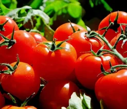 Bioland Auberginen- & Tomatenpflanzen|Bio-Gemüsepflanzen > Tomate, rundfruchtig