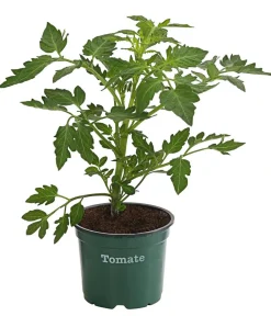 Bioland Auberginen- & Tomatenpflanzen|Bio-Gemüsepflanzen > Tomate, rundfruchtig