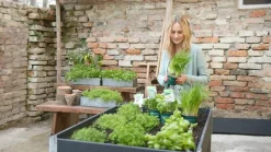 Bioland Zitronenmelisse Grün Discount