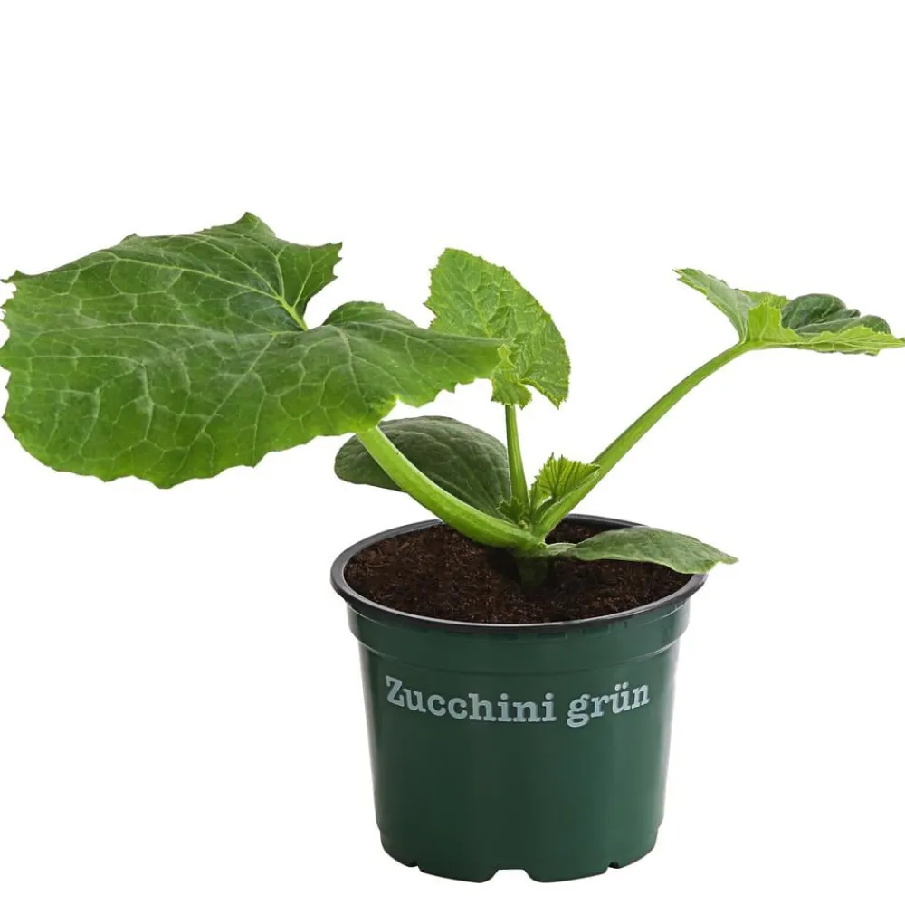 Bioland Gartengemüse|Bio-Gemüsepflanzen - Zucchini Dunkelgrün