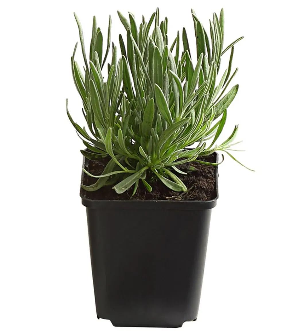 Dehner Bio Lavendel|Bio Stauden > Bio Lavendel 'Alba'