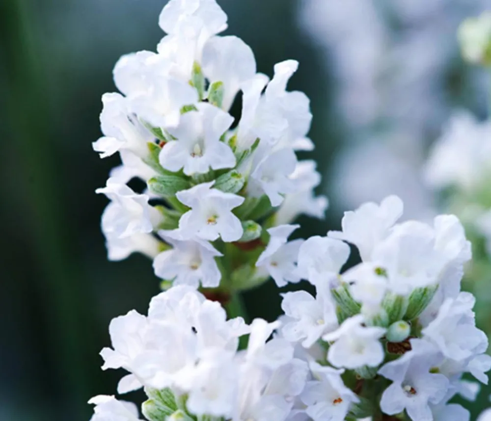 Dehner Bio Lavendel|Bio Stauden > Bio Lavendel 'Alba'