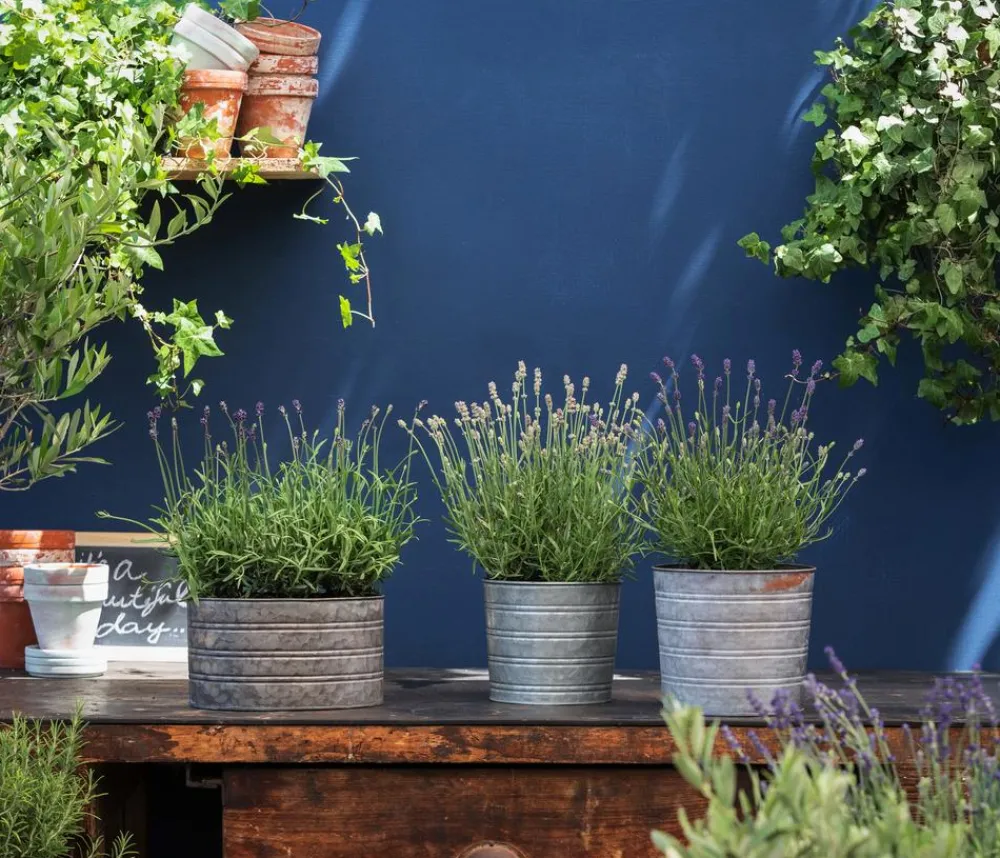 Dehner Bio Lavendel|Bio Stauden > Bio Lavendel 'Alba'