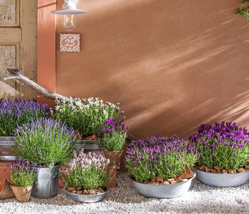 Dehner Bio Lavendel|Bio Stauden > Bio Lavendel 'Alba'
