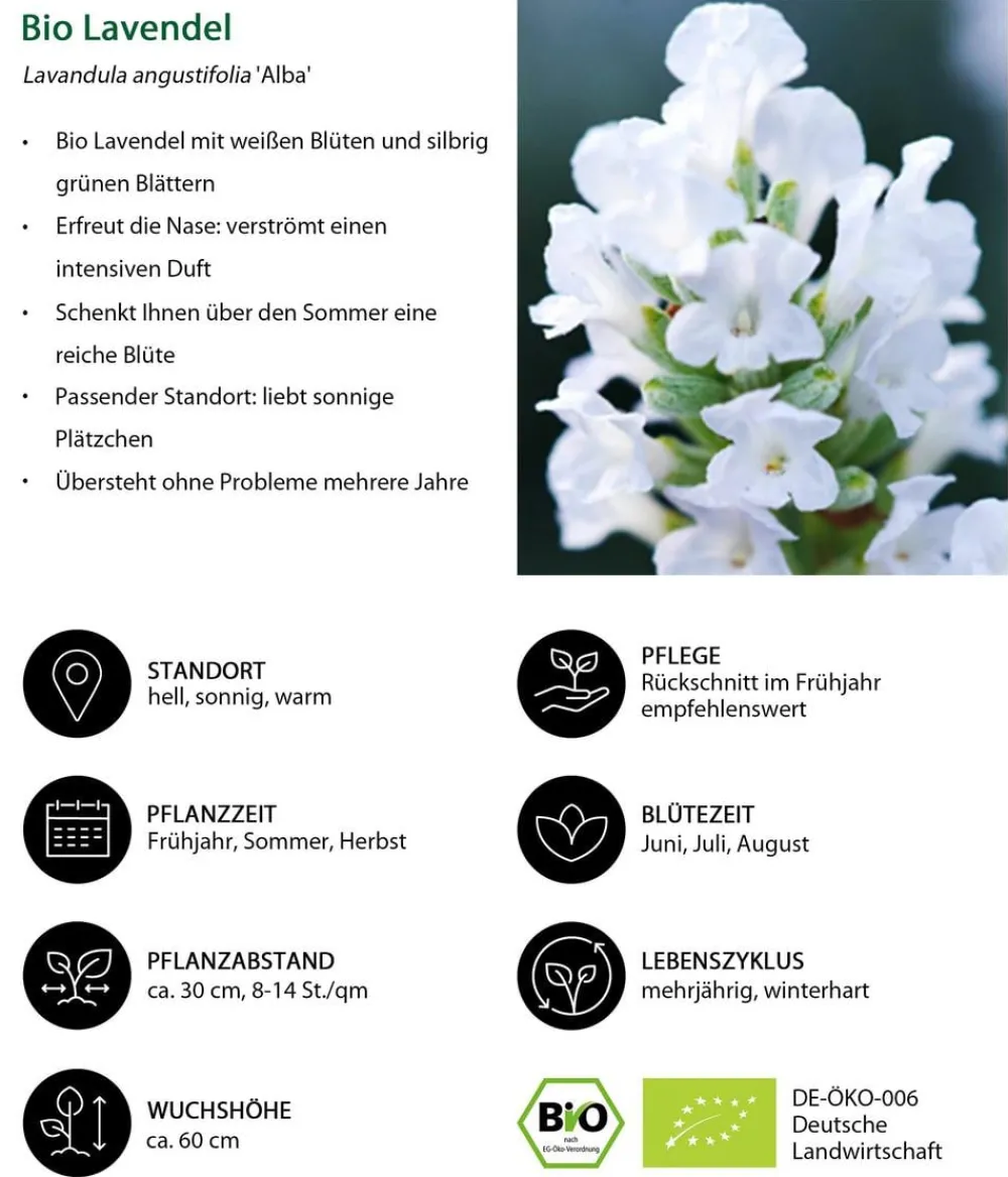 Dehner Bio Lavendel|Bio Stauden > Bio Lavendel 'Alba'