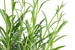 Dehner Bio Lavendel|Bio Stauden > Bio Lavendel 'Grappenhall'