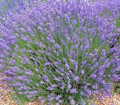 Dehner Bio Lavendel|Bio Stauden > Bio Lavendel 'Grappenhall'