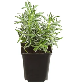 Dehner Bio Lavendel|Bio Stauden > Bio Lavendel 'Grappenhall'