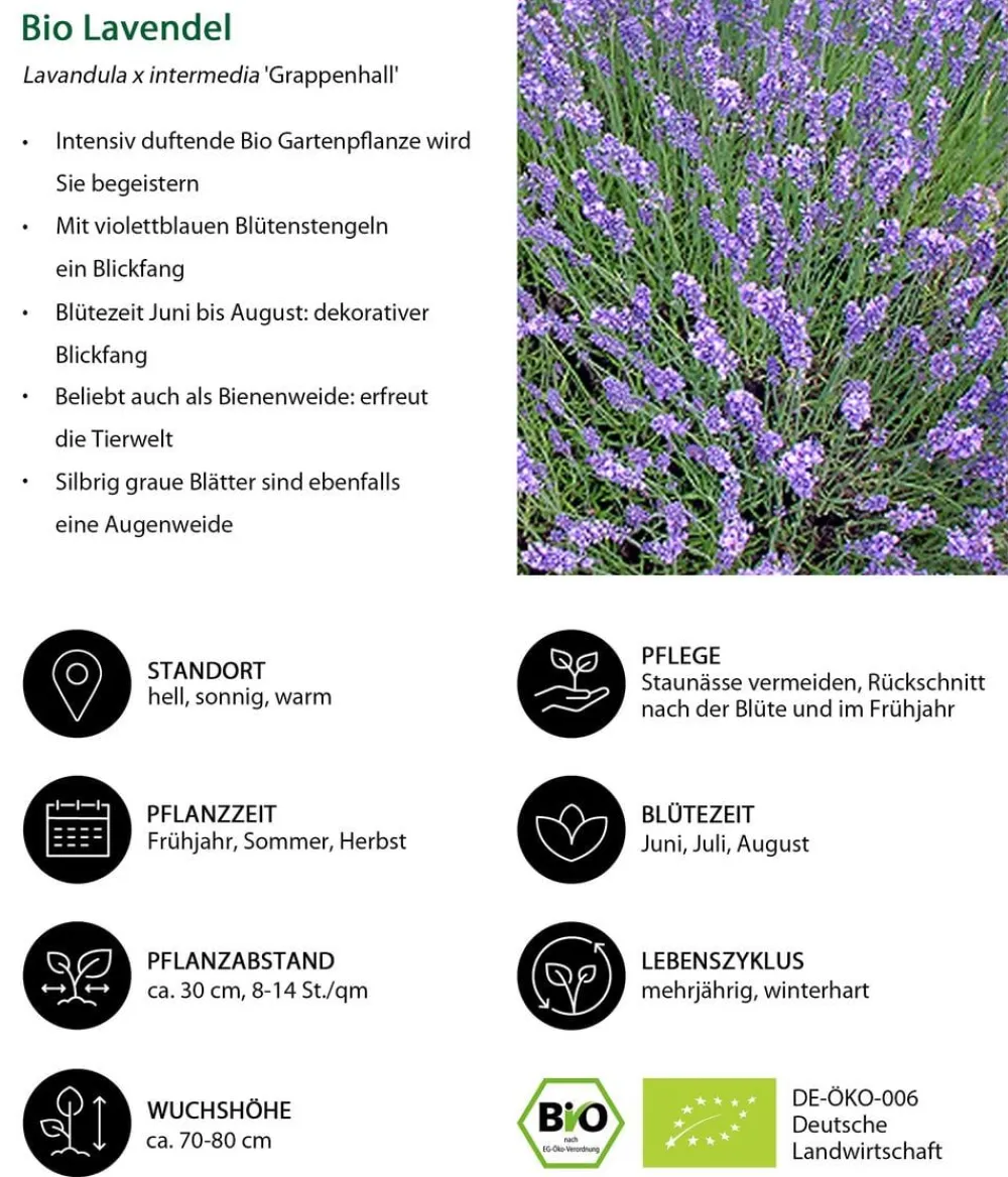 Dehner Bio Lavendel|Bio Stauden > Bio Lavendel 'Grappenhall'