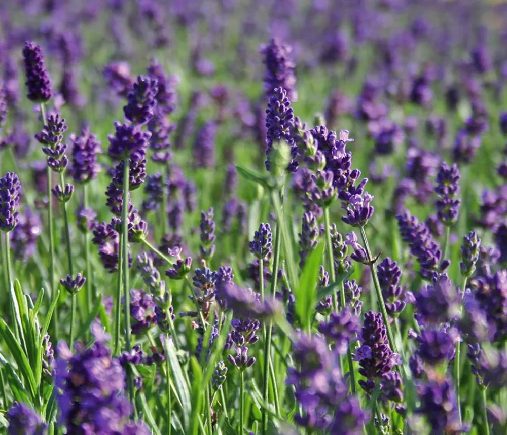 Dehner Bio Bio 'Hidcote Blue' Lavendel Outlet