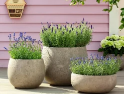 Dehner Bio Bio 'Hidcote Blue' Lavendel Outlet
