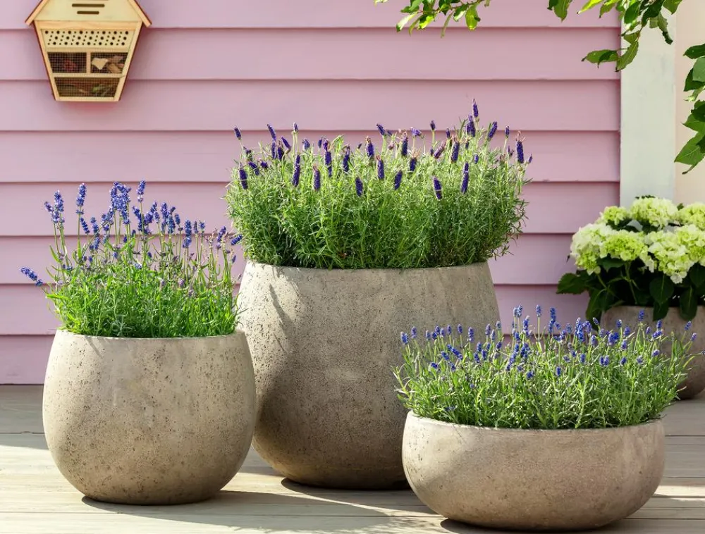 Dehner Bio Bio 'Hidcote Blue' Lavendel Outlet