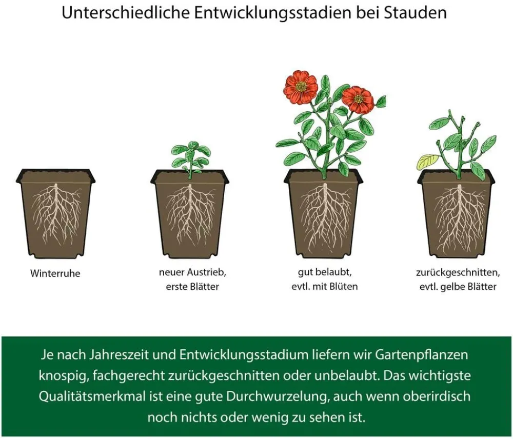 Dehner Bio Bio 'Hidcote Blue' Lavendel Outlet