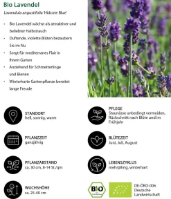 Dehner Bio Bio 'Hidcote Blue' Lavendel Outlet
