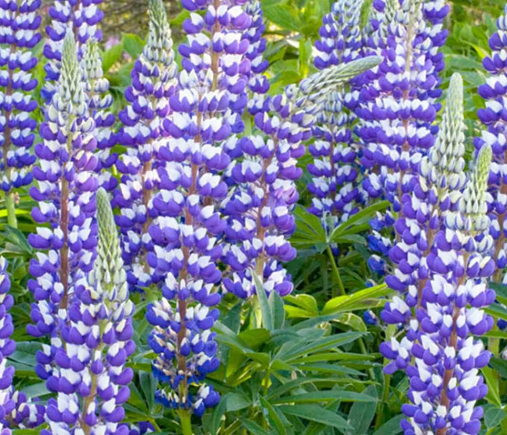 Dehner Bio Sommerstauden|Bio Stauden > Bio Lupine, blau