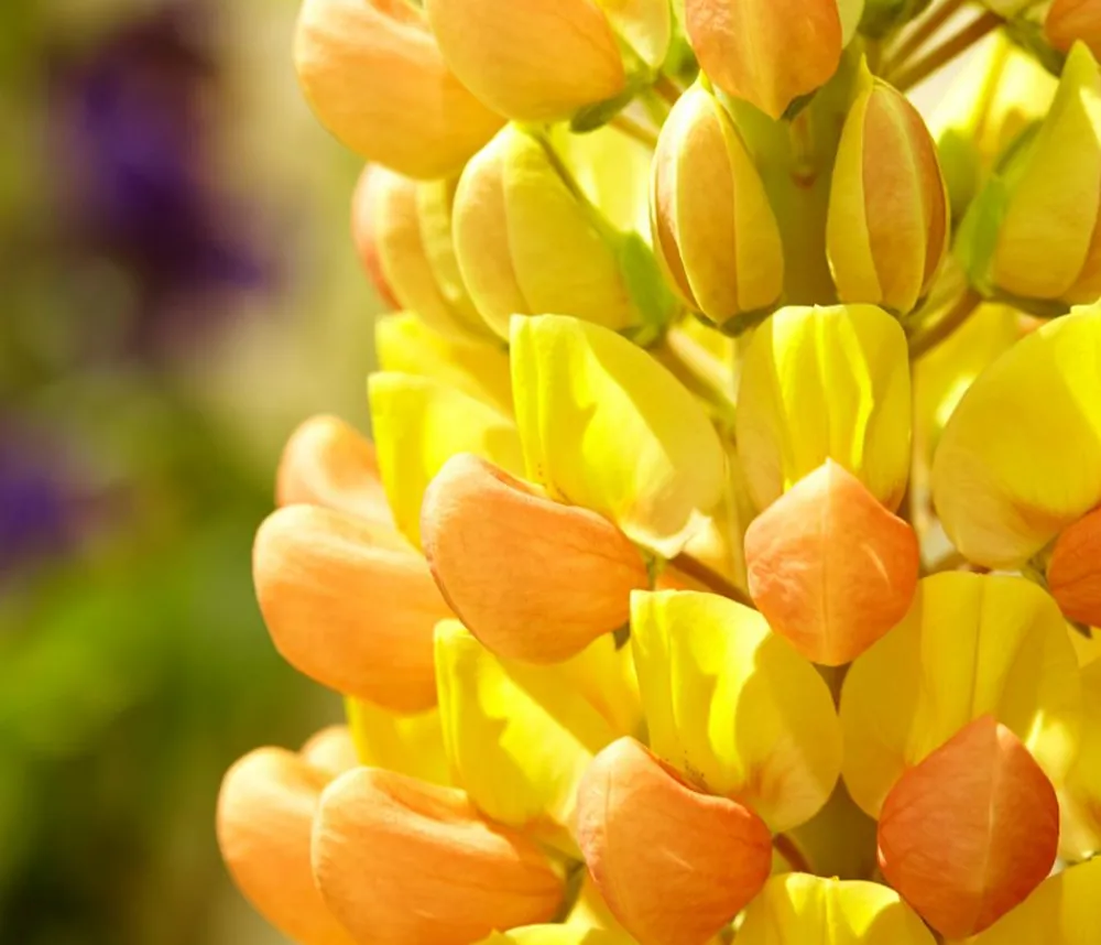 Dehner Bio Bio Lupine, Gelb Sale
