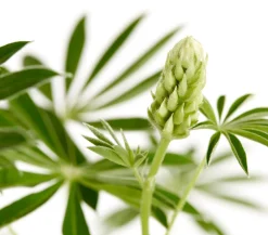 Dehner Bio Bio Lupine, Gelb Sale