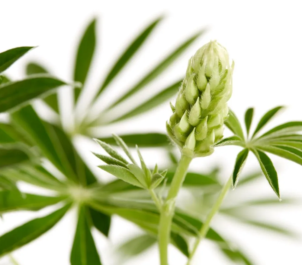 Dehner Bio Bio Lupine, Gelb Sale